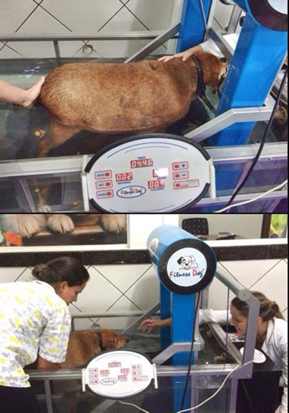 O &ldquo;antes e depois&rdquo; do c&atilde;o Bolinha
