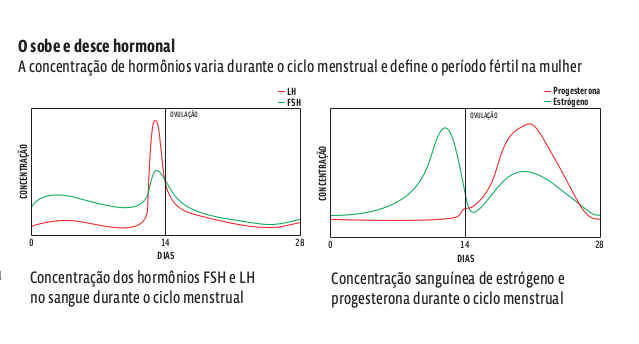 ciclo_mesntrual