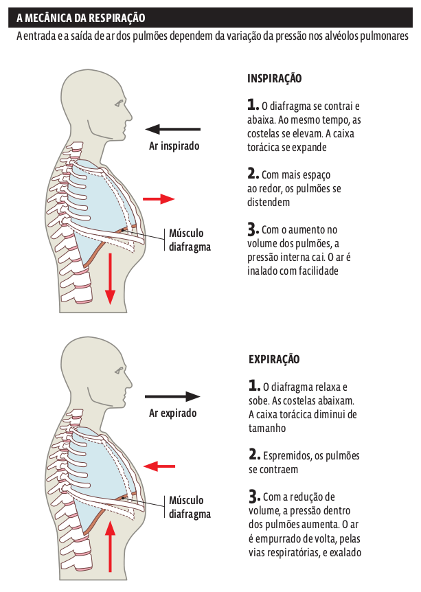 mecanica_respiracao