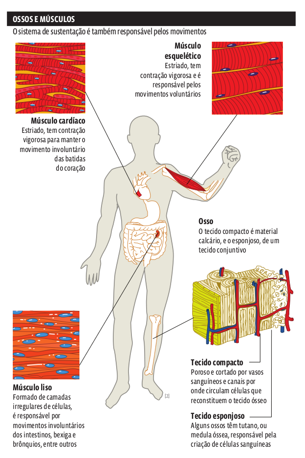 ossos_musculos