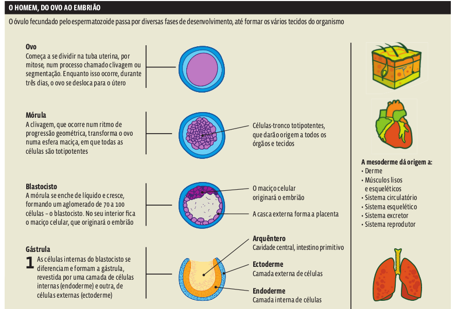 ovo_embriao_homem