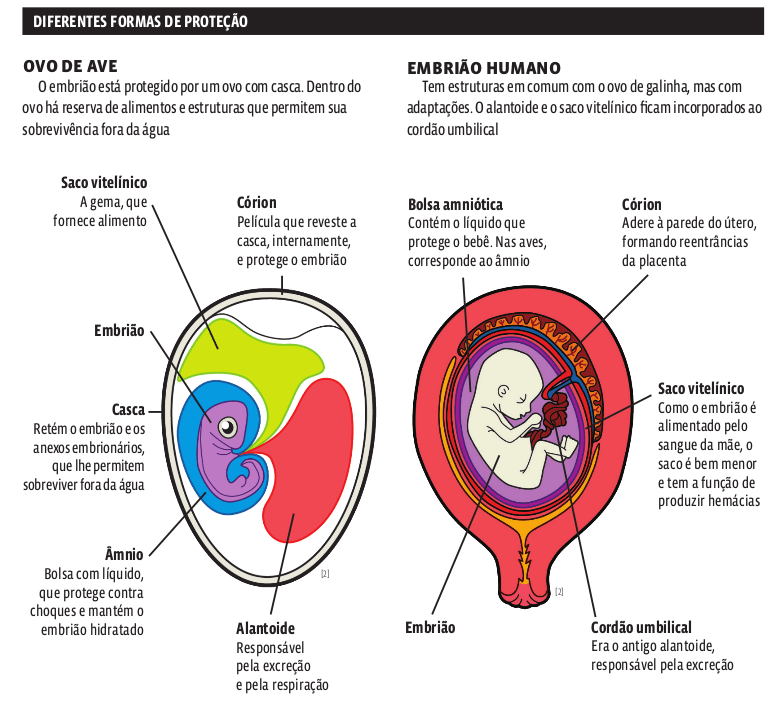 Biologia animal: Vertebrados