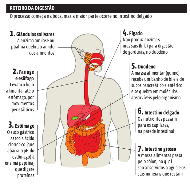 roteiro_digestao