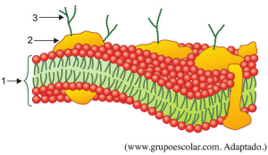 MEMBRANA_CELULAR_QUESTAO_5