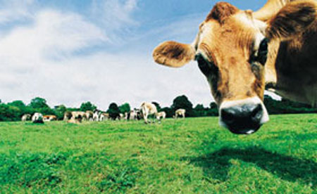 Qual a diferença entre Zootecnia e Medicina Veterinária?