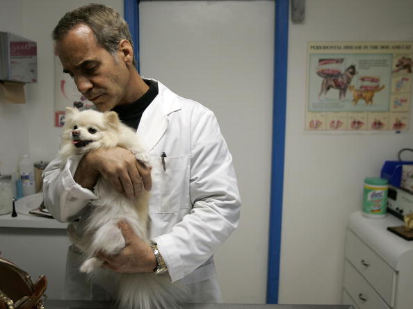 Quais as diferenças entre Zootecnia e Medicina Veterinária?