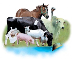 Os melhores cursos de Medicina Veterinária do Brasil