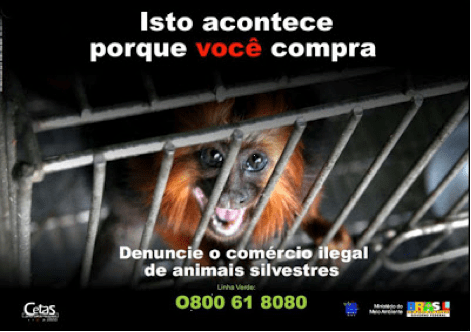 Nova proposta de redação: Comércio ilegal de animais silvestres