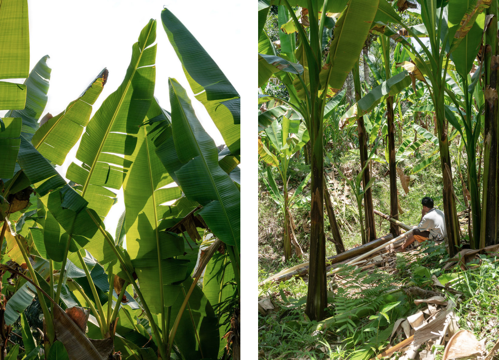 Milão 2019: empresa suíça lança tecido feito da fibra de bananeiras